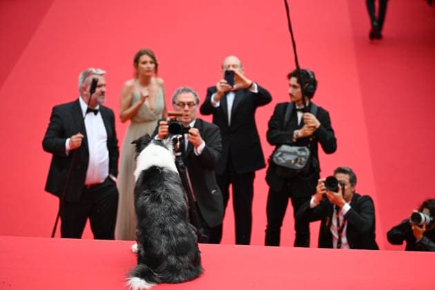 77eme Festival International du Film de Cannes Marches douverture Film Le second acte 77th International Cannes film Festival Opening Red Carpet Messi, le chien de Anatomie dune chute 304899 2024 05 14 France  Copyright: xSergexArnalx xStarfacex STAR_304899_016