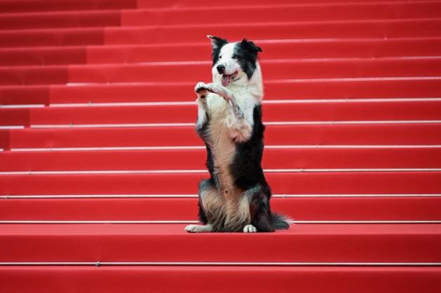 Entertainment Themen der Woche KW20 77th International Cannes Film Festival Opening Red carpet Festival de Cannes 2024 77e Ã dition ceremonie dOuverture Le deuxieme acte Messi 304910 2024 05 14 Cannes France  Copyright: xLionelxGuericolas MPPx STAR_304910_002
