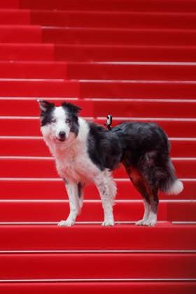 Festival de Cannes - Premiere - Le Deuxieme Acte Messi the dog bei der Eröffnung der 77. Cannes Film Festspiele im Palais de Festival und der Premiere Le Deuxieme Acte ( The Second Act ) am 14.05.2024 in Cannes. Copyright: xEventpressxKochanx
