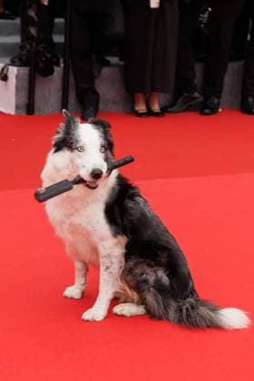 Festival de Cannes - Premiere - Le Deuxieme Acte Messi the dog bei der Eröffnung der 77. Cannes Film Festspiele im Palais de Festival und der Premiere Le Deuxieme Acte ( The Second Act ) am 14.05.2024 in Cannes. Copyright: xEventpressxKochanx