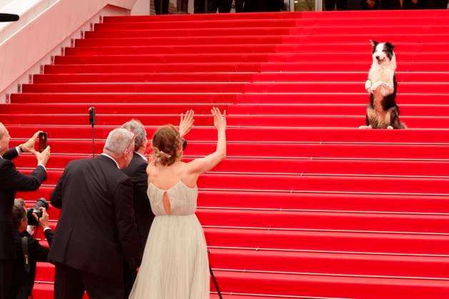 May 14, 2024: Messi the dog attends the premiere of Le Deuxieme Acte ( The Second Act ) and opening ceremony of the 77th Cannes Film Festival at Palais des Festivals in Cannes, France, on 14 May 2024. Photo: - ZUMAm179 20240514_zep_m179_098 Copyright: xAlecxMichaelx