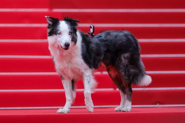 Cannes - Opening Ceremony Arrivals Messi the dog attends Le Deuxieme Acte ( The Second Act ) Screening & opening ceremony red carpet at the 77th annual Cannes Film Festival at Palais des Festivals on May 14, 2024 in Cannes, France. Photo by Shootpix ABACAPRESS.COM Cannes France  Copyright: xShootpix ABACAx