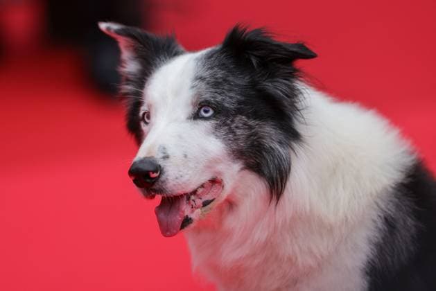 Cannes - Opening Ceremony Arrivals Messi the dog attends Le Deuxieme Acte ( The Second Act ) Screening & opening ceremony red carpet at the 77th annual Cannes Film Festival at Palais des Festivals on May 14, 2024 in Cannes, France. Photo by Shootpix ABACAPRESS.COM Cannes France  Copyright: xShootpix ABACAx
