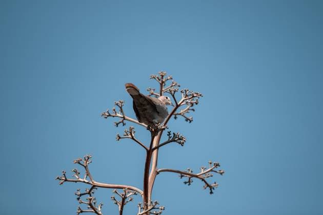 Creative Highlights World A pidgeon in a tree with a blue sky Kalaw, Shan, Myanmar (Burma) R_GEMR240415-1401623-01