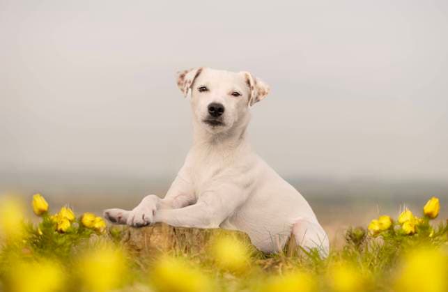 Spring portrait of a dog in the rare flowers of the vernal dog Ratí?kovice, South Moravian Region, Czechia R_GOXI240514-1433660-01