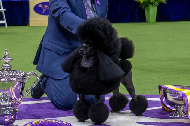 Entertainment Themen der Woche KW20 Westminster Kennel Club Crowns Best In Show At Annual Dog Show (NEW) Westminster Kennel Club Crowns Best In Show At Annual Dog Show. May 14, 2024, New York, New York, USA: Handler Kaz Hosaka poise with Surrey Sage, also known as "Sage," a Miniature Poodle Miniature Poodle from Houston, Texas, in the Best in Show competition during the 148th Westminster Kennel Club Dog Show at the USTA Billie Jean King National Tennis Center in Queens on May 14, 2024 in New York City. (Credit: M10s TheNews2) (Foto: M10s Thenews2 imago images) Westminster Kennel Club Crowns Best In Show At Annual Dog Show  Copyright: xRonxAdarx