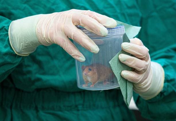 News Themen der Woche KW20 News Bilder des Tages **VIDEO AVAILABLE. CONTACT INFO@COVERMG.COM TO RECEIVE.** 10 tiny rare hazel dormice have been given the all-clear by wildlife vets at conservation charity ZSL, ahead of their release into the wild next month. Each 20-gram dormouse had a 10-minute appointment with wildlife vets from ZSL™s Institute of Zoology during which their heart and lungs were checked with a stethoscope, and their eyes, ears, nose, teeth and fur were examined. They were also microchipped and x-rayed to check their bones and overall health. Hazel dormice populations have decreased by a staggering 70% nationally since 2000, but ongoing efforts to restore their populations have seen more than 1,000 dormice reintroduced into 25 woodland habitats in 13 English count Copyright: xx coverimg53752584