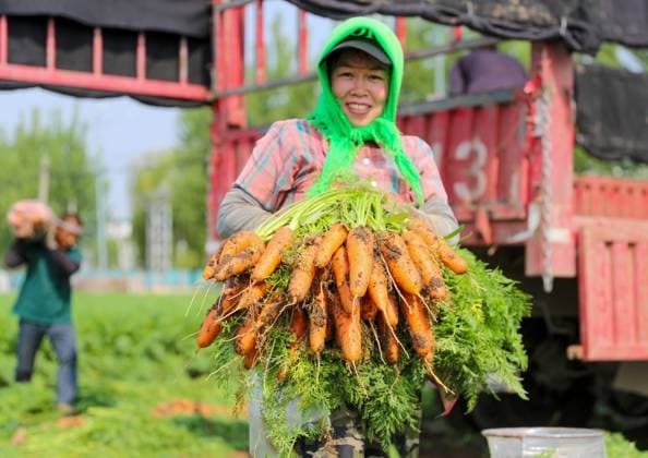 News Themen der Woche KW20 News Bilder des Tages QINGDAO, CHINA - MAY 18: A villager shows newly-harvested carrots in a field during harvest season on May 18, 2024 in Qingdao, Shandong Province of China.  Copyright: xVCGx 111496796512