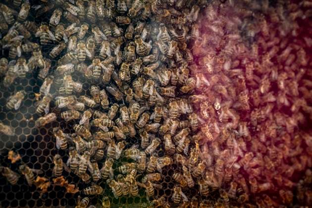 News Themen der Woche KW20 News Bilder des Tages World Bee Day at the Botanical Garden in Liberec, Czech Republic, May 19, 2024. (CTKxPhoto RadekxPetrasek) CTKPhotoP2024051902468  CTKPhotoP2024051902468