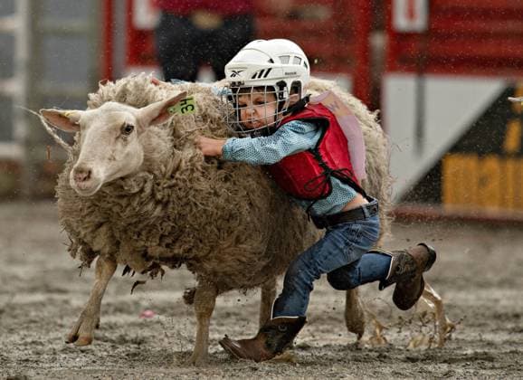 (240519) -- SURREY, May 19, 2024 -- A child performs in the mutton bustin (sheep riding) at the rodeo performance of the 76th annual Cloverdale Rodeo and Country Fair in Surrey, British Columbia, Canada, May 18, 2024. (Photo by Xinhua) (SP)CANADA-SURREY-CANADA-RODEO PERFORMANCE AndrewxSoong 