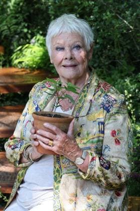 Bilder des Jahres 2024, Entertainment 05 Mai Entertainment Themen der Woche KW21 Entertainment Bilder des Tages . 20 05 2024. London, United Kingdom. Dame Judi Dench with a Sycamore Gap sapling on the first day of the Chelsea Flower Show in London.  xStephenxLockx xi-Imagesx IIM-25230-0060