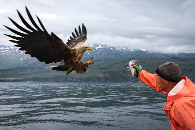 Bilder des Jahres 2024, News 05 Mai News Themen der Woche KW21 News Bilder des Tages RUSSIA, SAKHALIN REGION - MAY 21, 2024: Captain Yevgeny Nikitin gives a cod to a white-tailed eagle on board a PMB-19 vessel of the Kurilsky Rybak enterprise, a subsidiary of the Gidrostroy group of companies, fishing for cod in the Sea of Okhotsk off Iturup Island. Yuri Smityuk TASS  70305505
