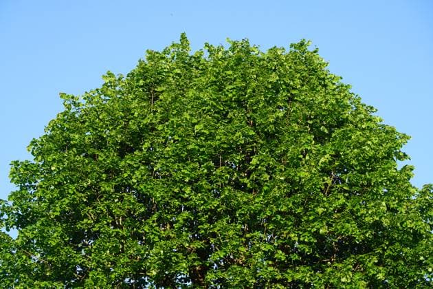 14.05.2024 Wilnsdorf: Ein Lindenbaum und blauer Himmel Wilnsdorf NRW Germany 2024-03-30_Wilnsdorf_Linden_Foto_Hercher_1 *** 14 05 2024 Wilnsdorf A lime tree and blue sky Wilnsdorf NRW Germany 2024 03 30 Wilnsdorf Linden photo Hercher 1