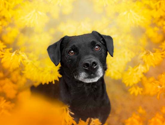A spring portrait of a terrier in the golden age of overhang Ratí?kovice, South Moravian Region, Czechia R_GOXI240521-1443833-01