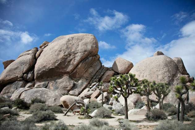 Creative Highlights World Iconic Joshua Tree Park rocks and trees Joshua Tree, California, United States R_XPKR24052049-1434153-01