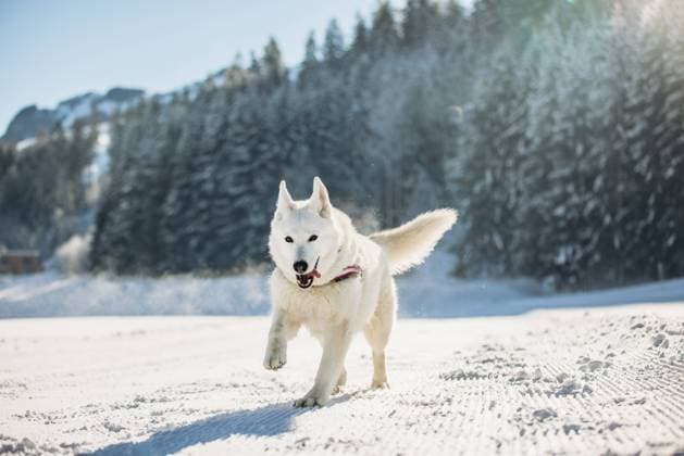 White German Shepherd running on snowy trail in cold weather Kirchberg in Tirol, Tyrol, Austria CR_MGTP240519-1376988-01