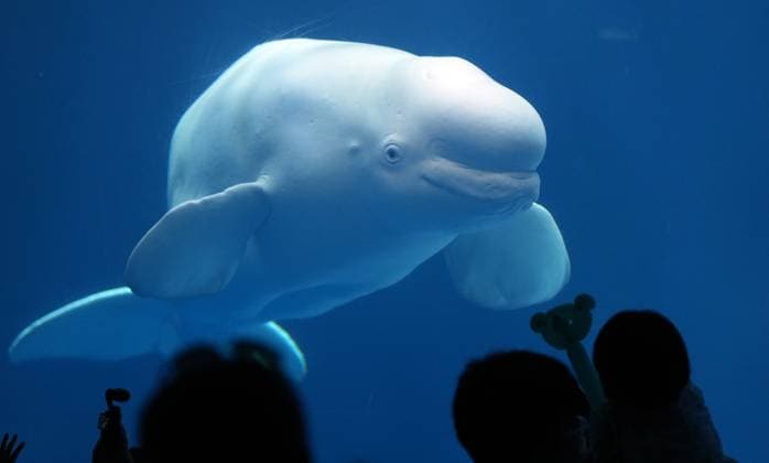 Bilder des Jahres 2024, News 05 Mai News Themen der Woche KW21 (240523) -- BEIJING, May 23, 2024 -- Tourists view a white whale at Sunasia Ocean World in Dalian, northeast China s Liaoning Province, May 22, 2024. Various scenic spots in Dalian see surging tourists as the coastal city reaches the peak of its tourism season. The sites as zoos and aquariums even the natural places where tourists can see wild animals are among the increasingly popular destinations for the tourists. ) XINHUA PHOTOS OF THE DAY ZhangxLei 