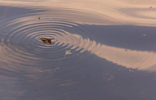 Creative Highlights World Natur Ein Insekt Schwärmer liegt auf der Wasseroberfläche auf einem See und versucht sich aus der lebensbedrohlichen Situation zu befreien. Dabei entstehen Wasserkreise Kreis Wellen im Wasser Tiere Weiher Datum: 20.05.2024 *** Nature An insect hawkmoth lies on the surface of the water on a lake and tries to free itself from the life-threatening situation This creates water circles Circle Waves in the water Animals Ponds Date 20 05 2024