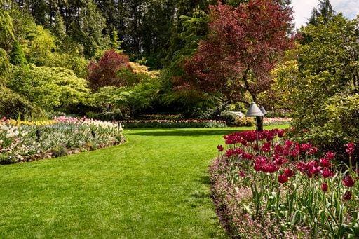 A bright red tulip bed and colorful spring trees in the sunken garden at Butchart Gardens, BC. 24597003 RECORD DATE NOT STATED
