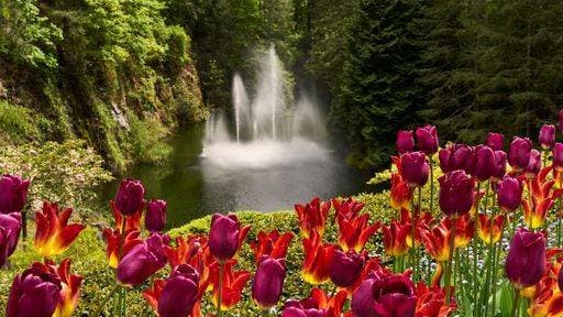 RECORD DATE NOT STATED Bright red and yellow tulips in front of the magnificent fountain at Butchart Gardens, Victoria, BC. 24597441