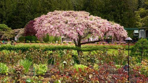 A beautiful ornamental Japanese Cherry Tree in bloom amongst the gardens at Butchart Gardens, Victoria, BC. 24604948 RECORD DATE NOT STATED