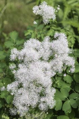 Greater meadow-rue (Thalictrum aquilegifolium), flowers, Emsland, Lower Saxony, Germany, Europe *** Greater Meadow Rue Thalictrum aquilegifolium , flowers, Emsland, Lower Saxony, Germany, Europe Copyright: imageBROKER ErhardxNerger ibxenh10662481.jpg