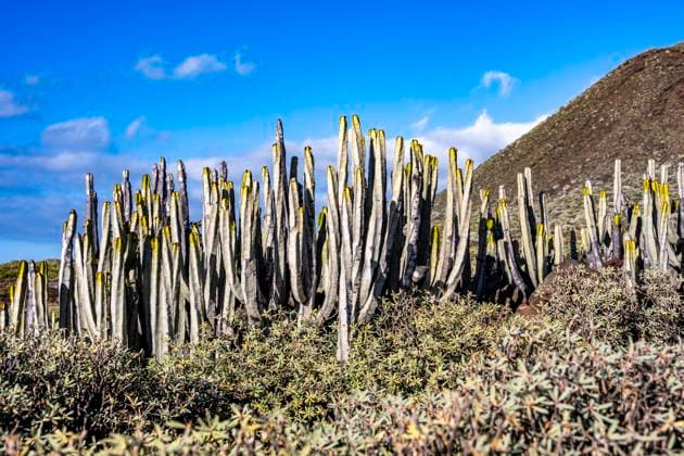 Creative Highlights World Spain, Canary Islands, Cacti growing at coast in Punta de Teno reserve, Kanarische Inseln Teneriffa EGBF01160
