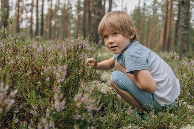 Creative Highlights Symbolbilder Boy crouching and picking berries in forest model released, Symbolfoto, EVKF00127
