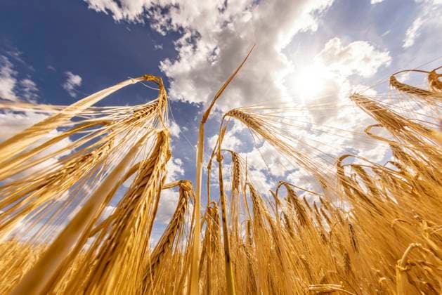 Surface view of barley growing in summer field, JATF01398
