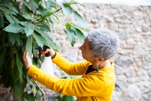 IMAGO Creative, Frühling, Frühjahrsputz Woman cleaning leaf of avocado plant in garden model released, Symbolfoto property released, PCLF01041