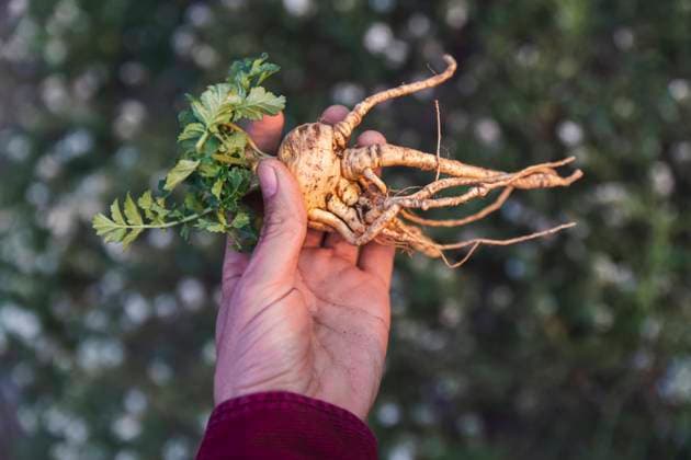 Hand of man holding parsnip root model released, Symbolfoto, PCLF01112