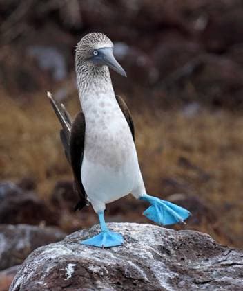 Creative Highlights World Blaufusstoelpel, Blaufuss-Toelpel (Sula nebouxii), balzendes Maennchen, Ecuador, Galapagos-Inseln blue-footed booby (Sula nebouxii), displaying male, Ecuador, Galapagos Islands BLWS709618 *** Blue bus pole, Blaufuß Toelpel Sula nebouxii , Balancing Male, Ecuador, Galapagos Islands Blue Footed BOOBY Sula nebouxii , displaying male, Ecuador, Galapagos Islands BLWS709618 Copyright: xblickwinkel AGAMI D.xLopezxVelascox