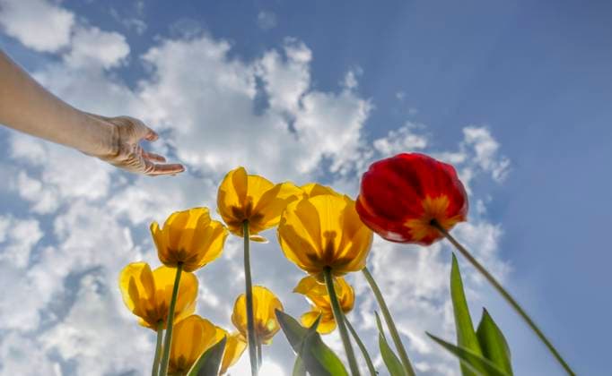 Hand of woman reaching toward clouds floating over blooming tulips model released, Symbolfoto, MBLF00410