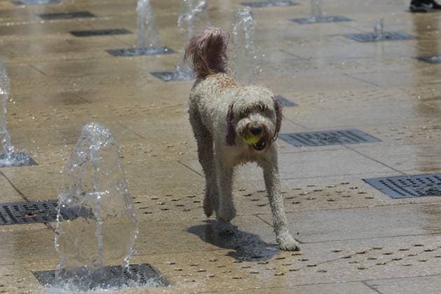 Third Heat Wave Hits the Country A dog soaks in a fountain at the Monumento a la Revolucion to cool off due the high temperatures that hit the country during the third heat wave, temperatures are expected to reach 45 degrees throughout the month. on May 26, 2024 in Mexico City, Mexico. Mexico City CDMX Mexico Copyright: xIanxRoblesxxEyepixxGroupx