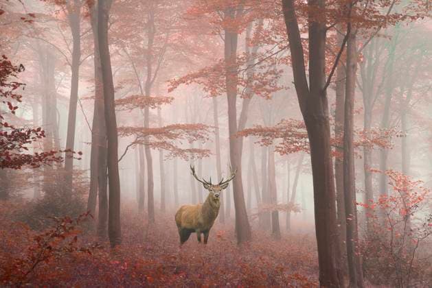 Stunning image of red deer stag in foggy Autumn colorful forest landscape image ,model released, Symbolfoto; Betäubung Abbild des Roter Reh Hirschbock in neblig Herbst farbenfroh Wald Landschaft Abbild ,model released, Symbolfoto ING_19067_06933 RECORD DATE NOT STATED