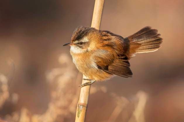 Creative Highlights World Mariskensaenger, Tamariskensaenger, Mariskenrohrsaenger (Acrocephalus melanopogon), sitzt auf einem vertrockneten Pflanzenstaengel, Seitenansicht, Italien, Toskana moustached warbler (Acrocephalus melanopogon), perching on a dried plant stem, side view, Italy, Tuscany BLWS709566 *** Mariskensaenger, Tamariskensaenger, Mariskenrohrsaenger Acrocephalus melanopogon , sits at a vertrockneten Plant stems, Side view, Italy, Tuscany moustached Warbler Acrocephalus melanopogon , perching ON a dried plant stem, Side view, Italy, Tuscany BLWS709566 Copyright: xblickwinkel AGAMI D.xOcchiatox
