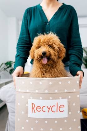 Creative Highlights Symbolbilder A young woman holding a playful golden doodle in a recycle bin, promoting eco-friendly practices and pet companionship at home Model Released SergioVictorVega_ID21399_629641_025 Copyright: xSergioxVictorxVegax