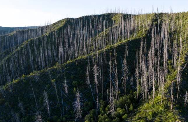 Creative Highlights World Remains of burned trees dot a forest after a recent fire West Glacier, Montana, United States CR_GASU240516-1435328-01