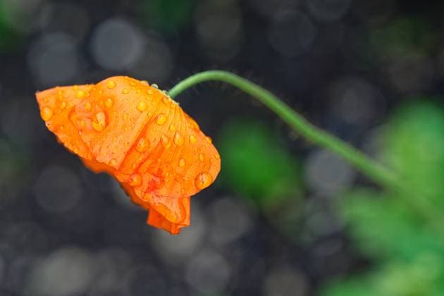 Schlechtes Wetter. Regentropfen drücken die frischen Blüten des Islandmohns nach unten. Eisenärzt Bayern Deutschland *** Bad weather Raindrops push down the fresh flowers of the Iceland poppy Eisenärzt Bayern Germany Copyright: xRolfxPossx