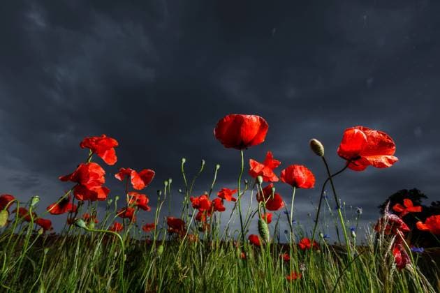 News Themen der Woche KW22 News Bilder des Tages Regenwetter und Unwettergefahr DEU Deutschland Brandenburg Leuthen, 30.05.2024, Regenwetter und Starkregengefahr, dunkle Regenwolken sind ueber einem Feld mit Mohnblumen nahe Leuthen bei Drebkau in der Lausitz zu sehen. Fuer weite Teile Ostdeutschlands, insbesondere Sachsen, ist fuer die naechsten Tage eine Regenwetterlage mit Starkregenfaellen vorhergesagt. Der Wetterdienst warnt vor moeglichen Ueberflutungen. *** Rainy weather and risk of severe weather DEU Germany Brandenburg Leuthen, 30 05 2024, Rainy weather and risk of heavy rain, dark rain clouds can be seen over a field with poppies near Leuthen near Drebkau in Lusatia For large parts of eastern Germany, especially Saxony, a rainy weather situation with heavy rainfall is predicted f AF_Leuthen_70922.jpeg