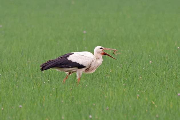 01.06.2024 Hoher Pegelstand und eingeschränkter Schiffsverkehr auf dem Rhein aufgrund Gewitter und Dauerregen in Süddeutschland hier Storch fängt auf einer feuchten Wiese einen Regenwurm Gernsheim Hessen Deutschland *** 01 06 2024 High water level and restricted shipping traffic on the Rhine due to thunderstorms and continuous rain in southern Germany here Stork catches an earthworm on a damp meadow Gernsheim Hesse Germany