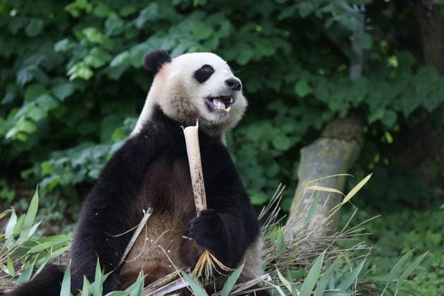 Entertainment Themen der Woche KW22 Entertainment Bilder des Tages (240603) -- BRUGELETTE, June 3, 2024 -- Giant panda Tian Bao is pictured at the Pairi Daiza Zoo in Brugelette, Belgium, June 2, 2024. The Belgian Pairi Daiza Zoo celebrated the 8th birthday of giant panda Tian Bao on Sunday. ) BELGIUM-BRUGELETTE-GIANT PANDA-TIAN BAO-BIRTHDAY CELEBRATION ZhaoxDingzhe 