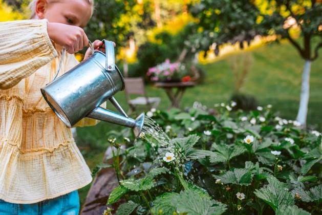 IMAGO Creative: Garten, Anbau im Hochbeet Girl watering strawberries in raised bed, holding metal watering can. Taking care of garden and planting spring fruits, vegetables and flowers. Girl watering strawberries in raised bed, holding metal watering can. Taking care of a garden and planting spring fruits, vegetables and flowers. model released