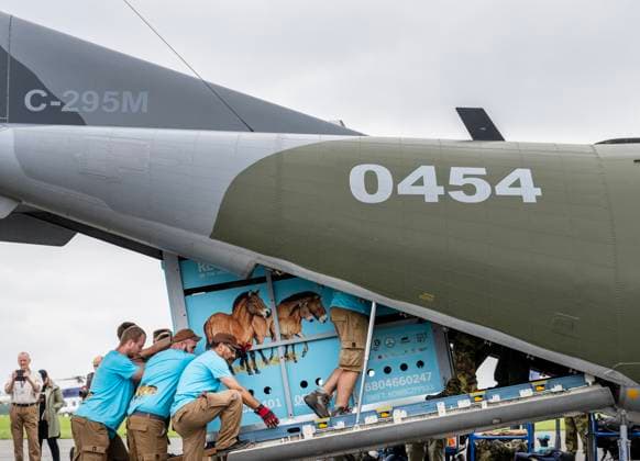 Prague Zoo staff loading four Przewalski s horses to be flown to Kazakhstan to restore the wild horse population in the wild, at Prague-Kbely Airport, Czech Republic, on June 3, 2024. (CTKxPhoto MichaelaxRihova) CTKPhotoP2024060304499  CTKPhotoP2024060304499