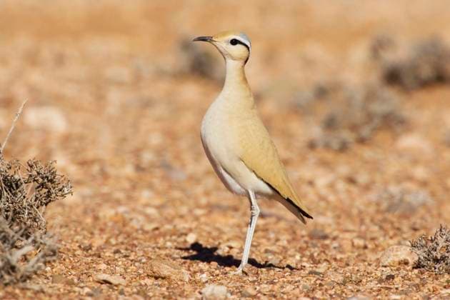 Creative Highlights World Rennvogel (Cursorius cursor), steht am Boden, Seitenansicht, Marokko cream-coloured courser (Cursorius cursor), standing on the ground, side view, Morocco BLWS710144 *** Racing bird Cursorius Cursor , is on Floor, Side view, Morocco Cream Coloured courser Cursorius Cursor , standing ON The ground, Side view, Morocco BLWS710144 Copyright: xblickwinkel AGAMI D.xOcchiatox