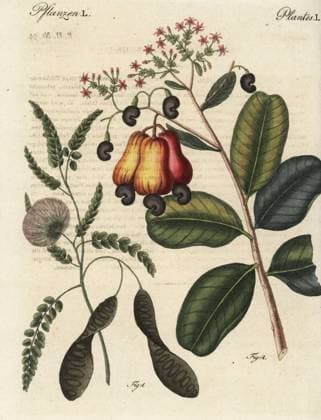 RECORD DATE NOT STATED Ceylon satinwood and cashew nut trees Ceylon satinwood, Chloroxylon swietenia, vulnerable 1, and cashew nut, Anacardium occidentale 2. Handcoloured copperplate engraving from Friedrich Johann Bertuch s Bilderbuch fur Kinder (Picture Book for Children), Weimar, 1795.  Copyright: Copyrightx(c)Geminix2023.xCredit:xGemini 12482829