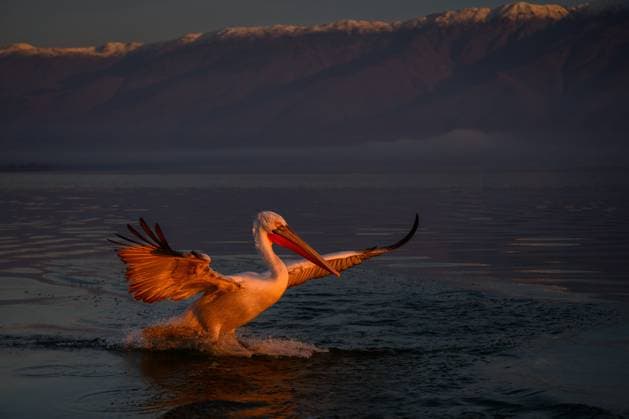 Creative Highlights World Dalmation Pelican, Lake Kerkini, Central Macdonia, Greece, Europe Copyright: JanettexHill 1185-407 RECORD DATE NOT STATED