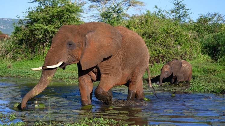 Creative Highlights World African Elephants crossing stream, South Africa, Africa Copyright: JanettexHill 1185-473 RECORD DATE NOT STATED