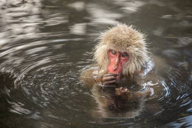 Creative Highlights World Snow Monkeys at Snow Monkey Park, Jigokudani, Nagano Prefecture, Honshu, Japan, Asia Copyright: LauraxGrier 1218-1872 RECORD DATE NOT STATED