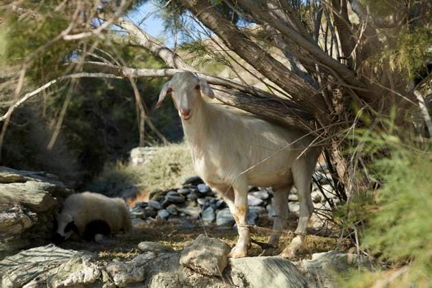 A white goat stands on a rocky terrain, with trees in the background and a resting sheep visible beneath the brush. Folegandros Greece bola01018 Copyright: xConnectxImagesx